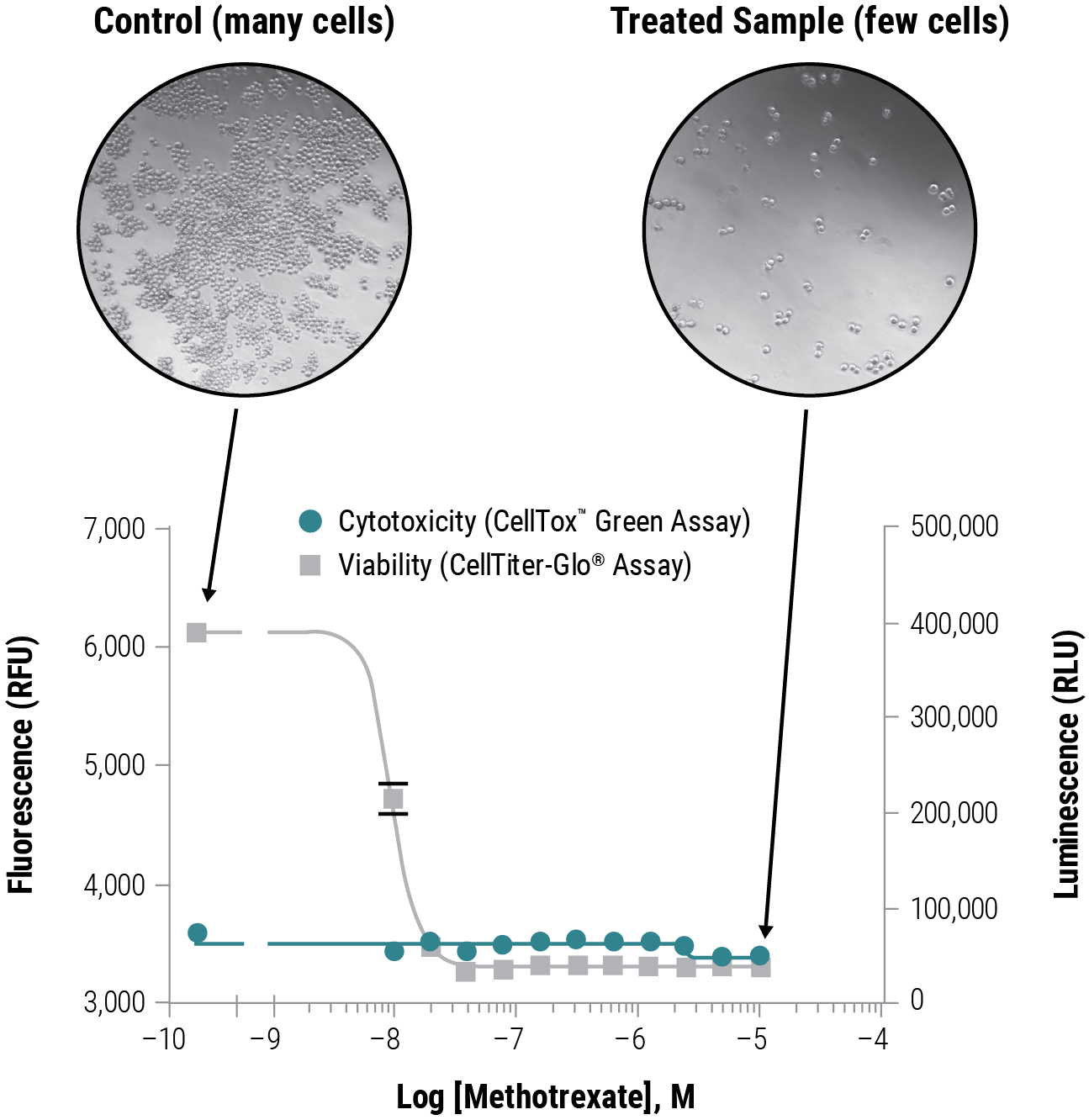 cell determination,genetic map celltox green cytotoxicity assay