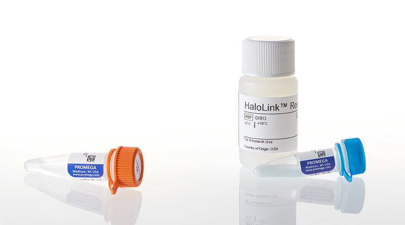 G6270_HaloTag-Protein-Purification-Sample