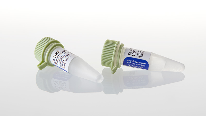 M4211_T4-DNA-Polymerase--100u_3