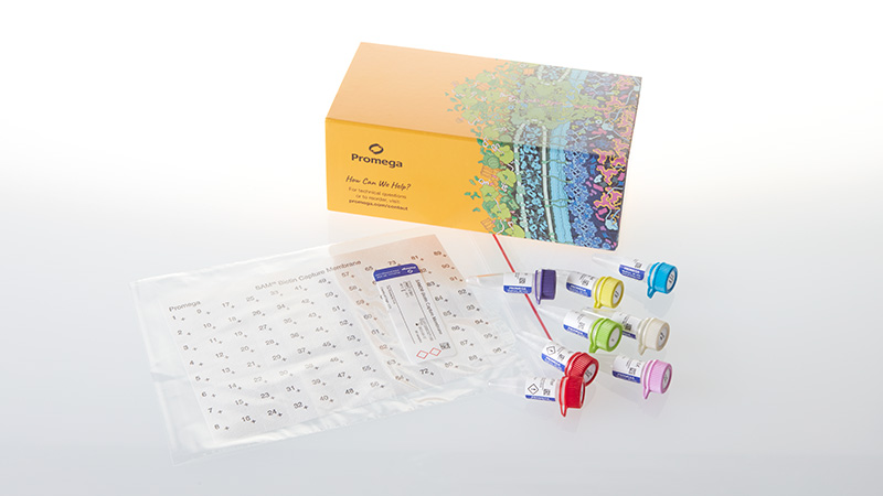 V8161_SignaTECT--CaMKII-Protein-Kinase-Assay_3