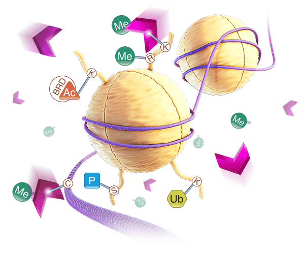 22817166-L1-SuccinateGlo-Foreground