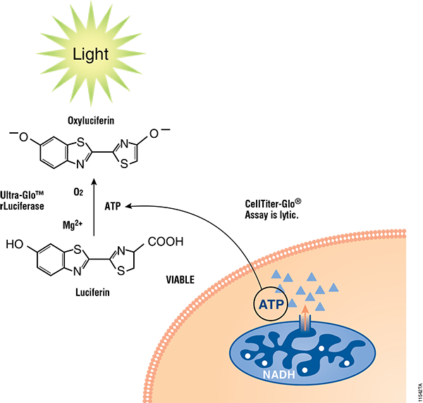 celltiter glo assay