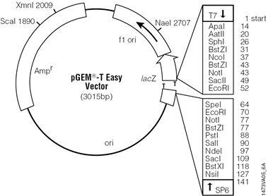 pGEM-T Easy Vector.