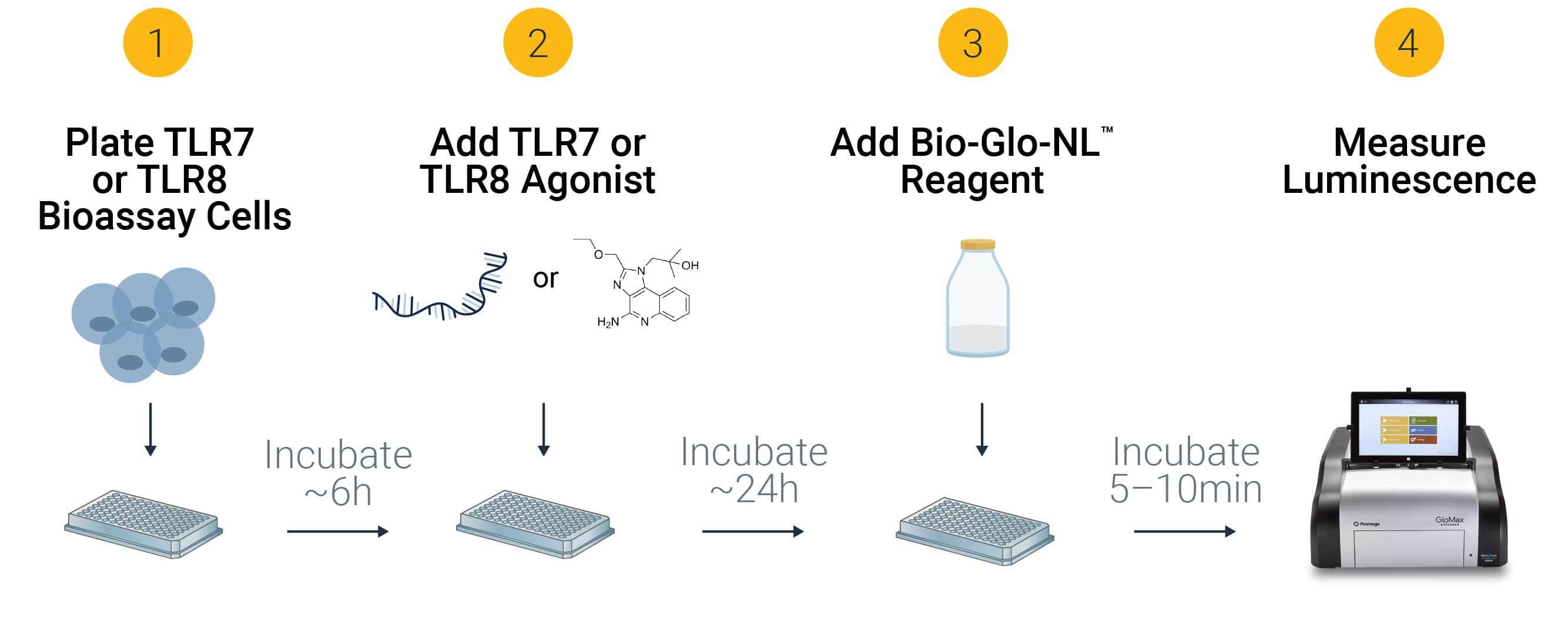 Illustration showing the TLR7 and TLR8 Bioassay workflow.