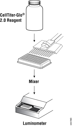 Flow diagram showing preparation and use of the CellTiter-Glo® 2.0 Reagent.