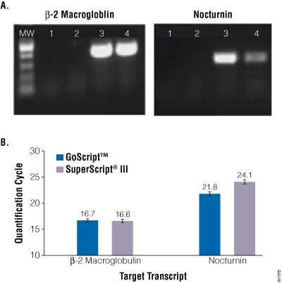 Reverse transcription of a challenging GC-rich transcript.